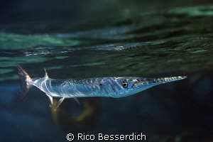 Shallow water predator. Magic Filters with Sigma 10-20mm ... by Rico Besserdich 